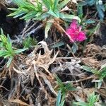 Dianthus caryophyllusKukka