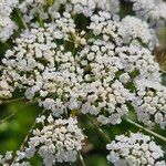 Pimpinella anisum Fleur