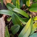Bulbophyllum gracillimum Hoja