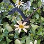 Senecio macroglossus Flors