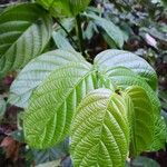 Uncaria macrophylla Leaf