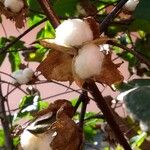 Gossypium barbadense Fruto