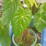 Anthurium nymphaeifolium Frunză