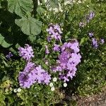 Hesperis matronalis Blüte