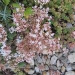 Sedum albumFlor