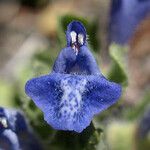 Scutellaria tuberosa Flor