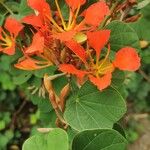 Bauhinia galpinii Fiore