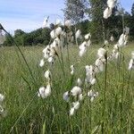 Eriophorum latifolium Blodyn