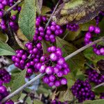 Callicarpa americana Φρούτο