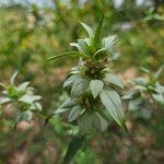 Monarda punctata Flower