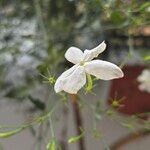 Jasminum grandiflorum Flower