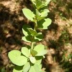 Lespedeza hirta Leaf