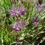 Stachys lavandulifolia Flower