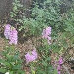 Antirrhinum majusFiore