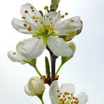 Prunus spinosa Flor