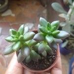 Sedum hernandezii Foglia