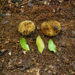 Irvingia excelsa Fruit
