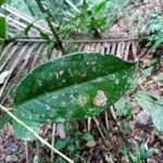Drypetes variabilis Лист