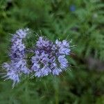 Phacelia tanacetifoliaFiore