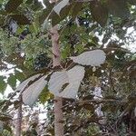 Schefflera morototoni Folla