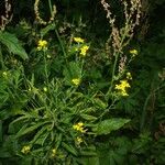 Rorippa × anceps Habit