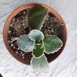 Kalanchoe fedtschenkoi Leaf