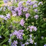 Campanula lactiflora आदत