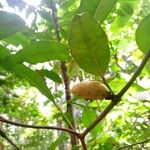 Ambelania acida Fruitua