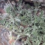 Jacobaea boissieri Jani