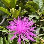 Centaurea nervosa 花