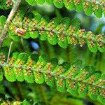 Dryopteris filix-mas ഫലം