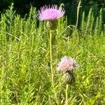Cirsium discolor Flor