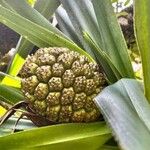 Pandanus tectorius Fruto