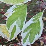 Cornus alba Leaf