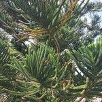 Araucaria columnaris ഇല