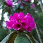 Rhododendron kesangiae
