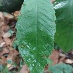 Castanea dentata Leaf