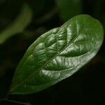 Unonopsis rufescens Leaf