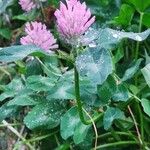 Trifolium pratense Virág