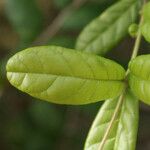 Combretum constrictum Leaf