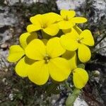 Biscutella cichoriifolia Kvet