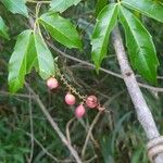 Paullinia elegans Fruit