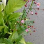 Talinum paniculatum Çiçek