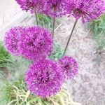 Allium aflatunense 花