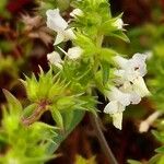 Stachys annua ফুল