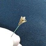 Juncus triglumis Květ