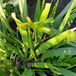 Iris foetidissima Blad