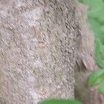 Eleutherococcus henryi Corteza