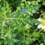 Notobasis syriaca 葉