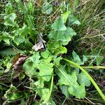 Taraxacum dissectum Лист